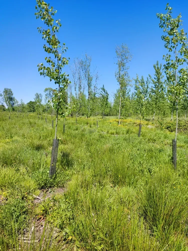 le bois du rossignol — photo 2