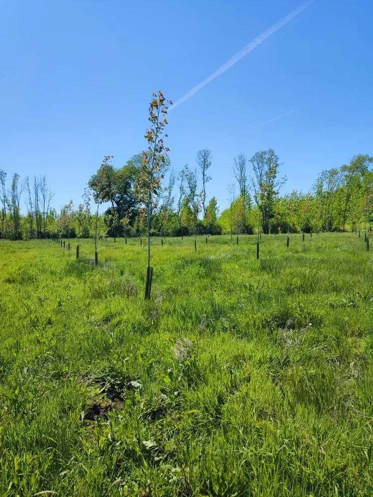 le bois du rossignol — photo 3