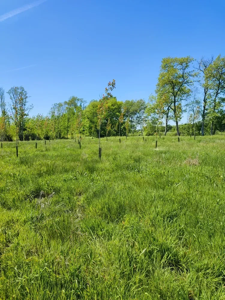 le bois du rossignol — photo 4