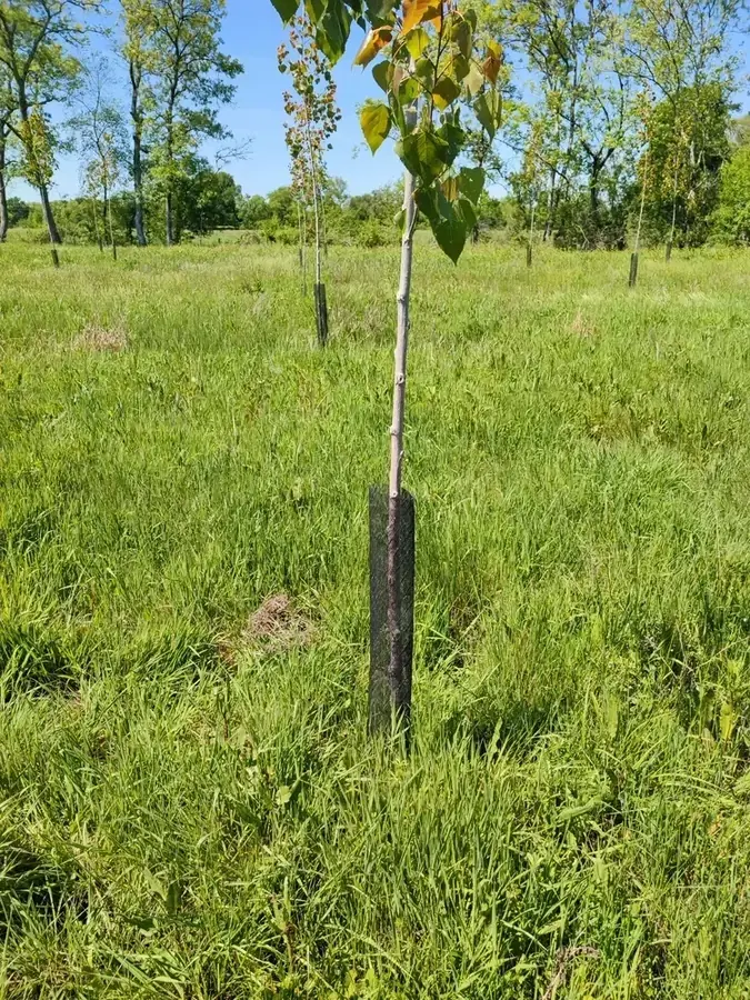 le bois du rossignol — photo 5