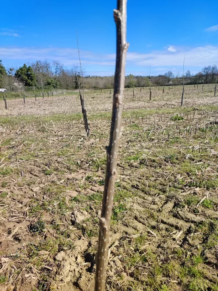 le bois du berlingot — photo 1