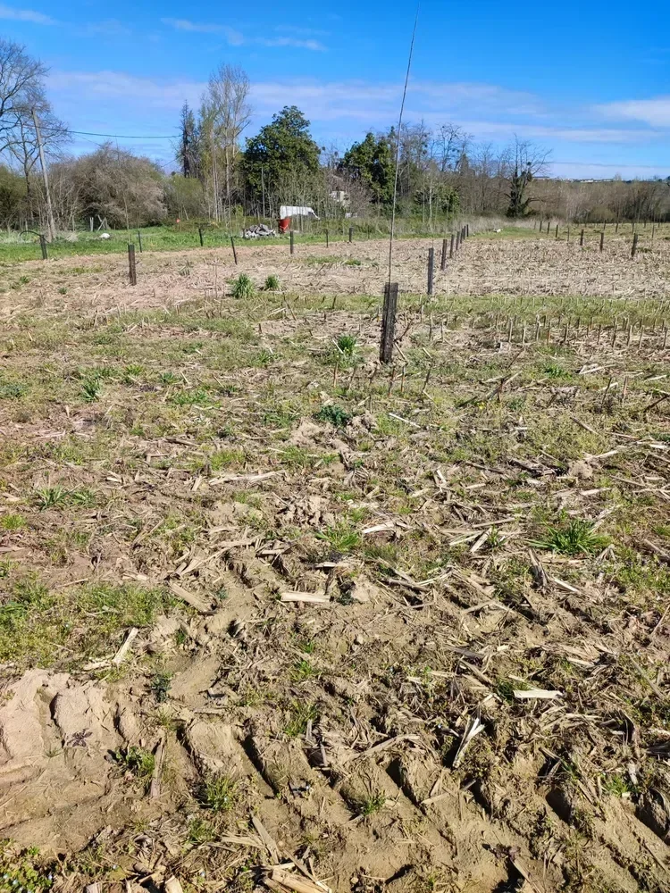 le bois du berlingot — photo 3