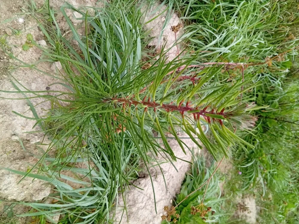 le bois de l arche — photo 1