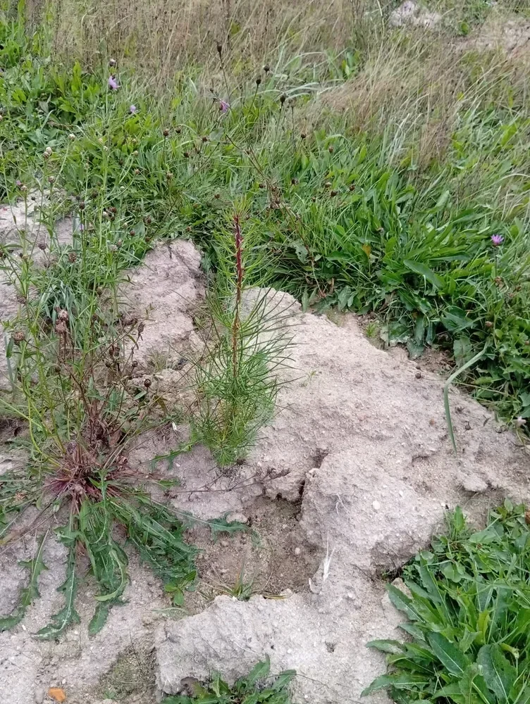 le bois de l arche — photo 2