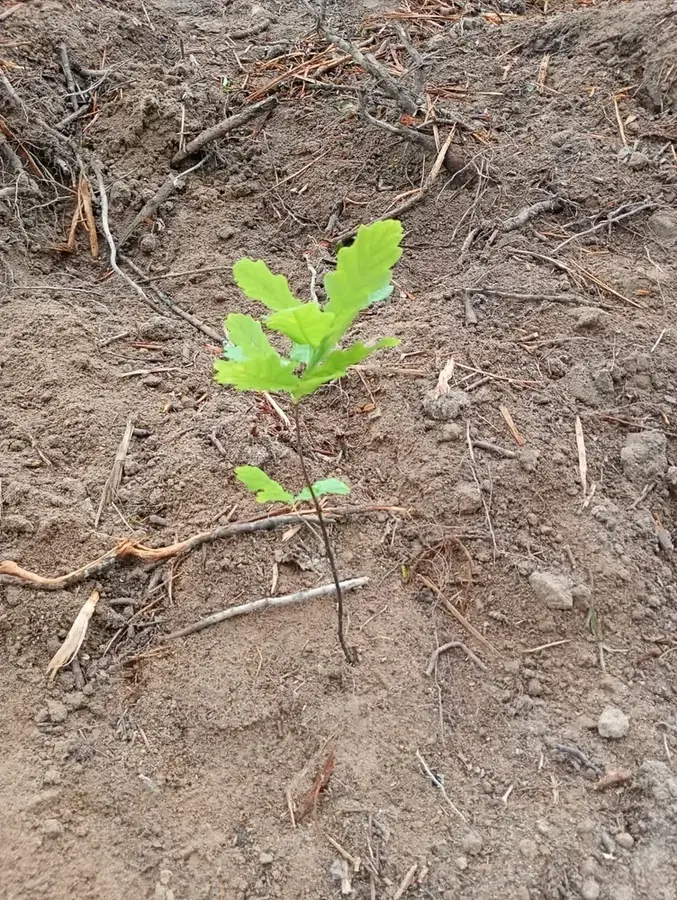 le bois de l arche — photo 3