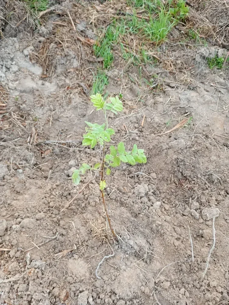 le bois de l arche — photo 5