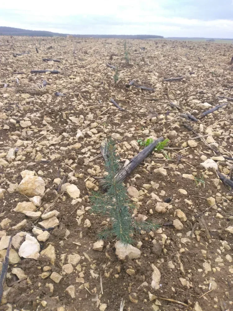 le bois de beauregard — photo 2