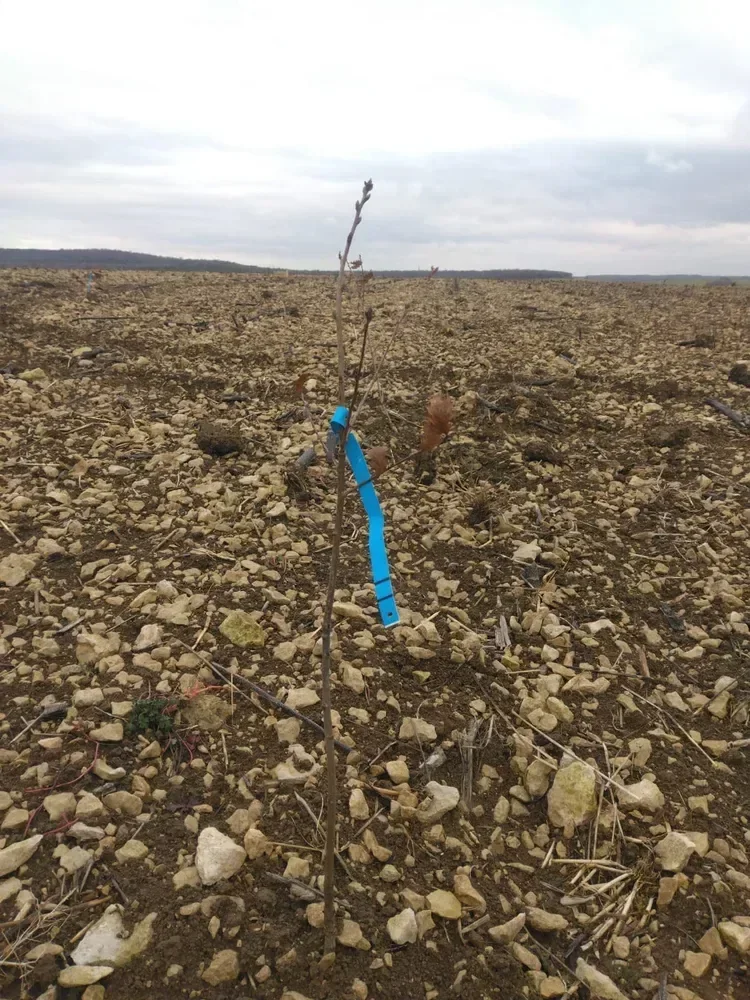 le bois de beauregard — photo 3