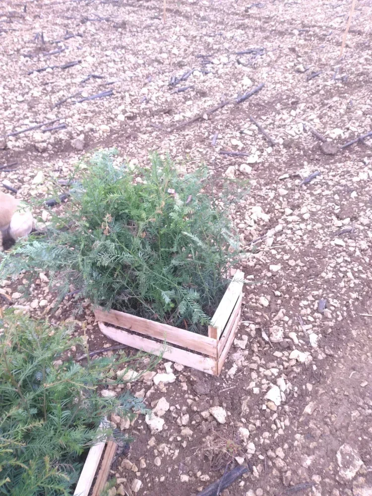 le bois de beauregard — photo 5