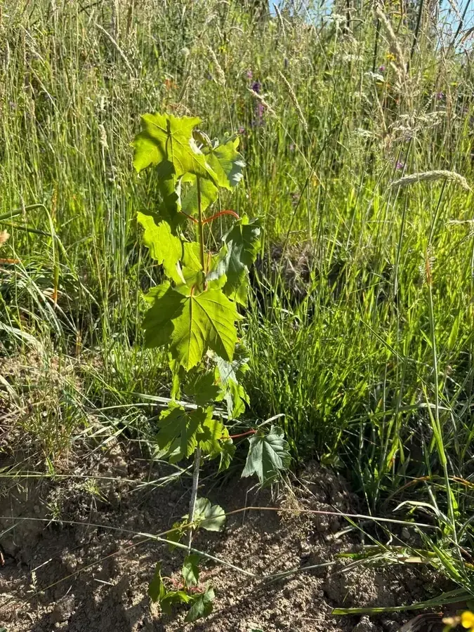 le bois de sans souci — photo 2