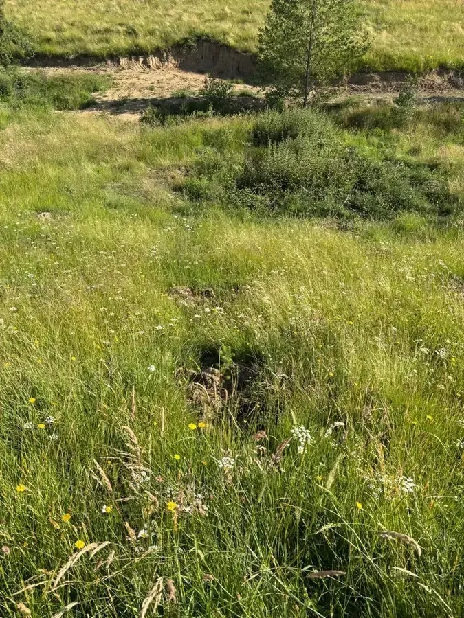 le bois de sans souci — photo 4