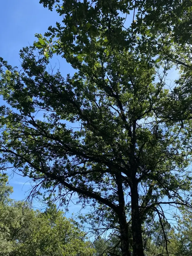 le bois de mesmain — photo 1