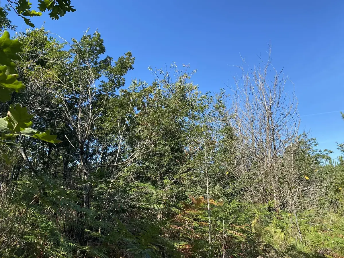 le bois de mesmain — photo 2