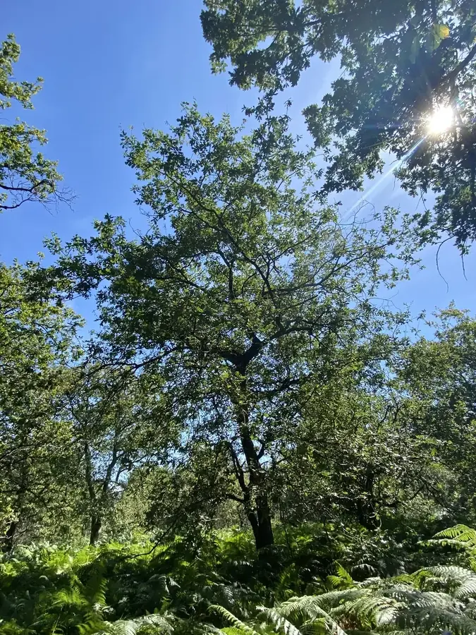 le bois de mesmain — photo 3