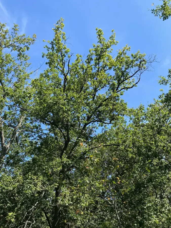 le bois de mesmain — photo 4