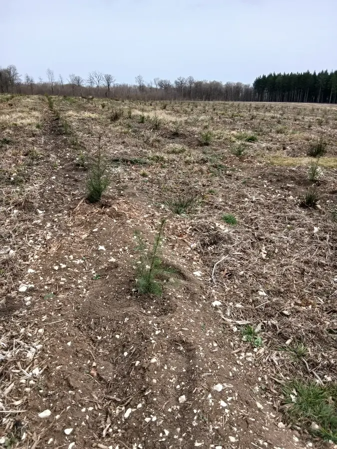 le bois du tremblot de dagonville — photo 2
