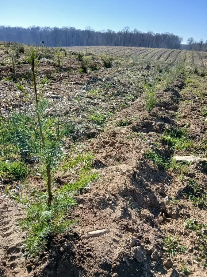 le bois du tremblot de dagonville — photo 3