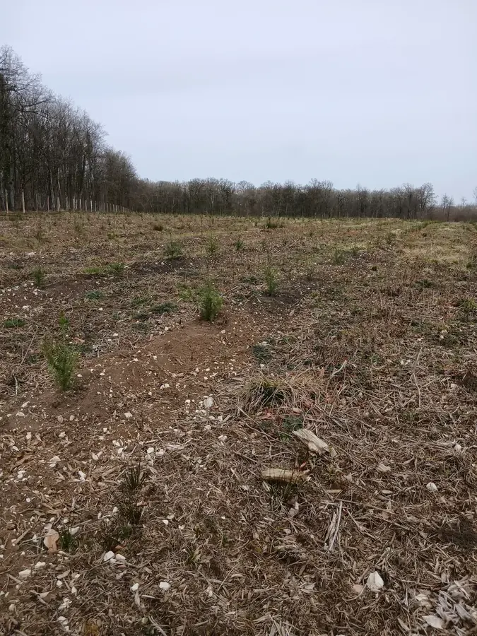 le bois du tremblot de dagonville — photo 4