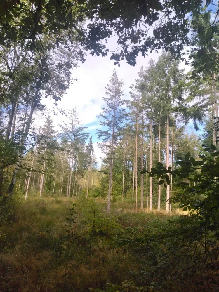 le bois de la dame — photo 2