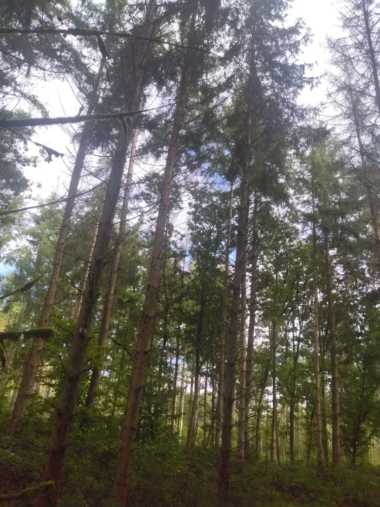 le bois de la dame — photo 3