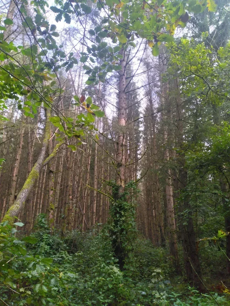 le bois de la dame — photo 4