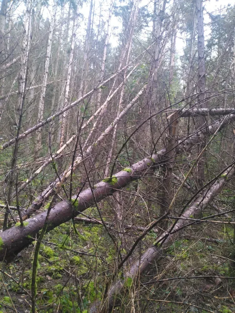 le bois de la dame — photo 5