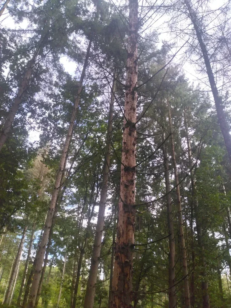 le bois de fleury dame 2 — photo 2