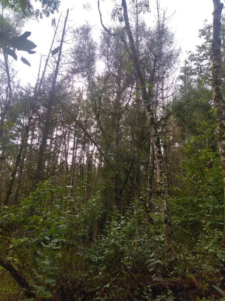 le bois de fleury dame 2 — photo 3