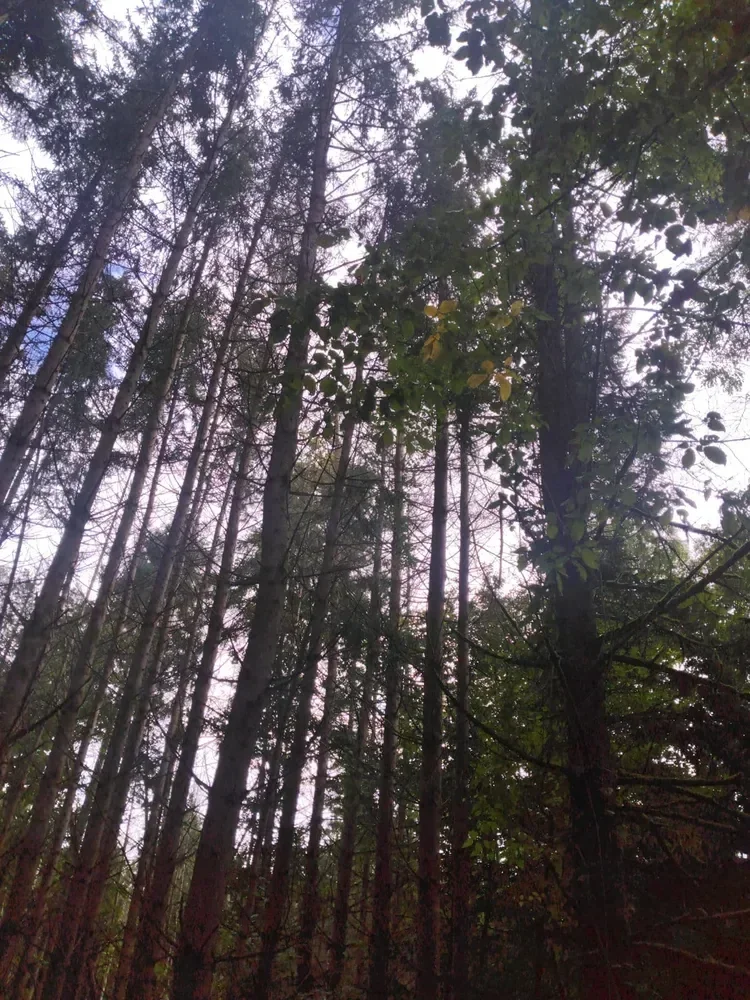 le bois de fleury dame 2 — photo 4