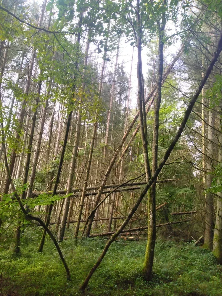 le bois de fleury dame 2 — photo 5