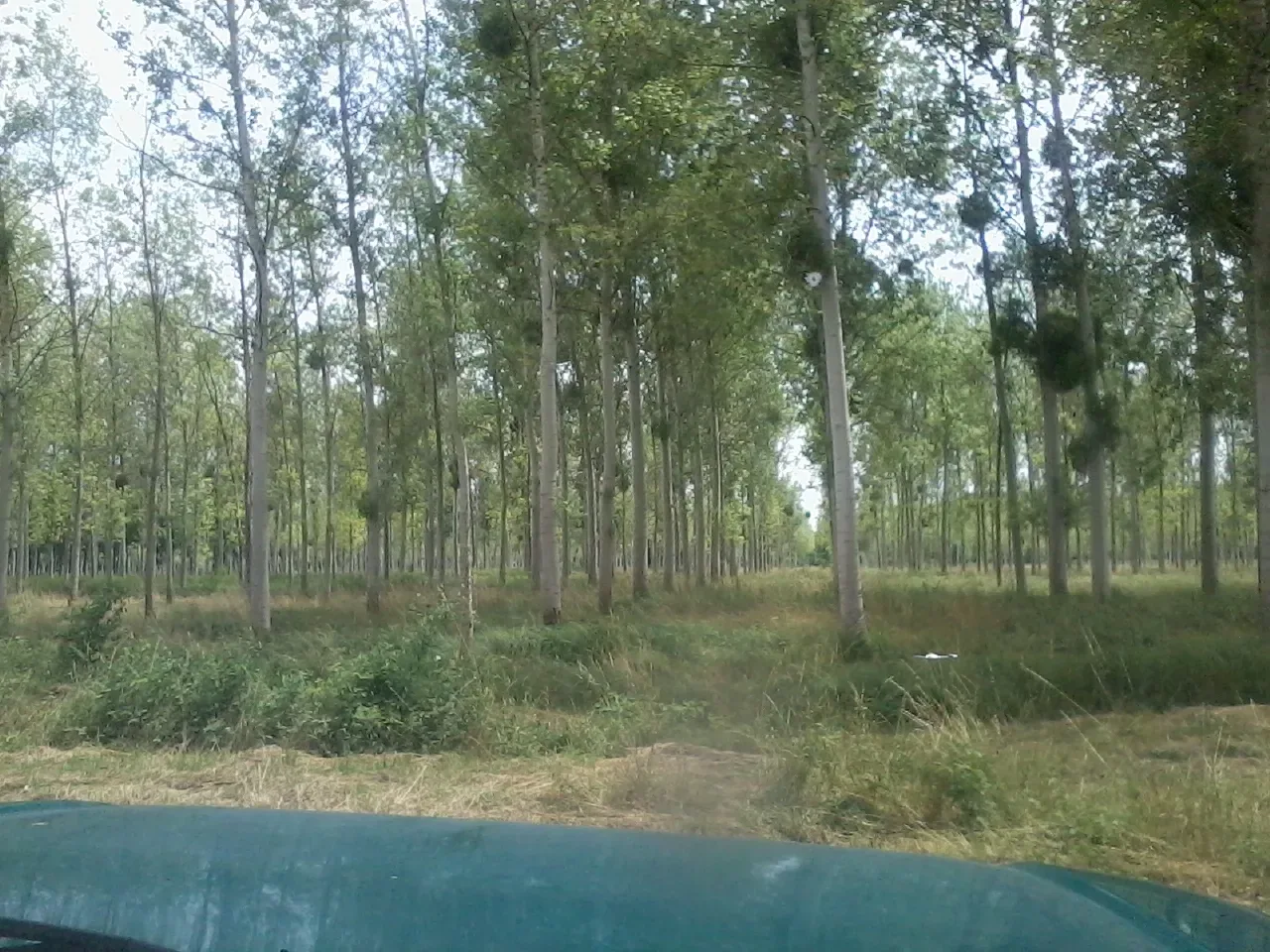 le bois du cheval — photo 1