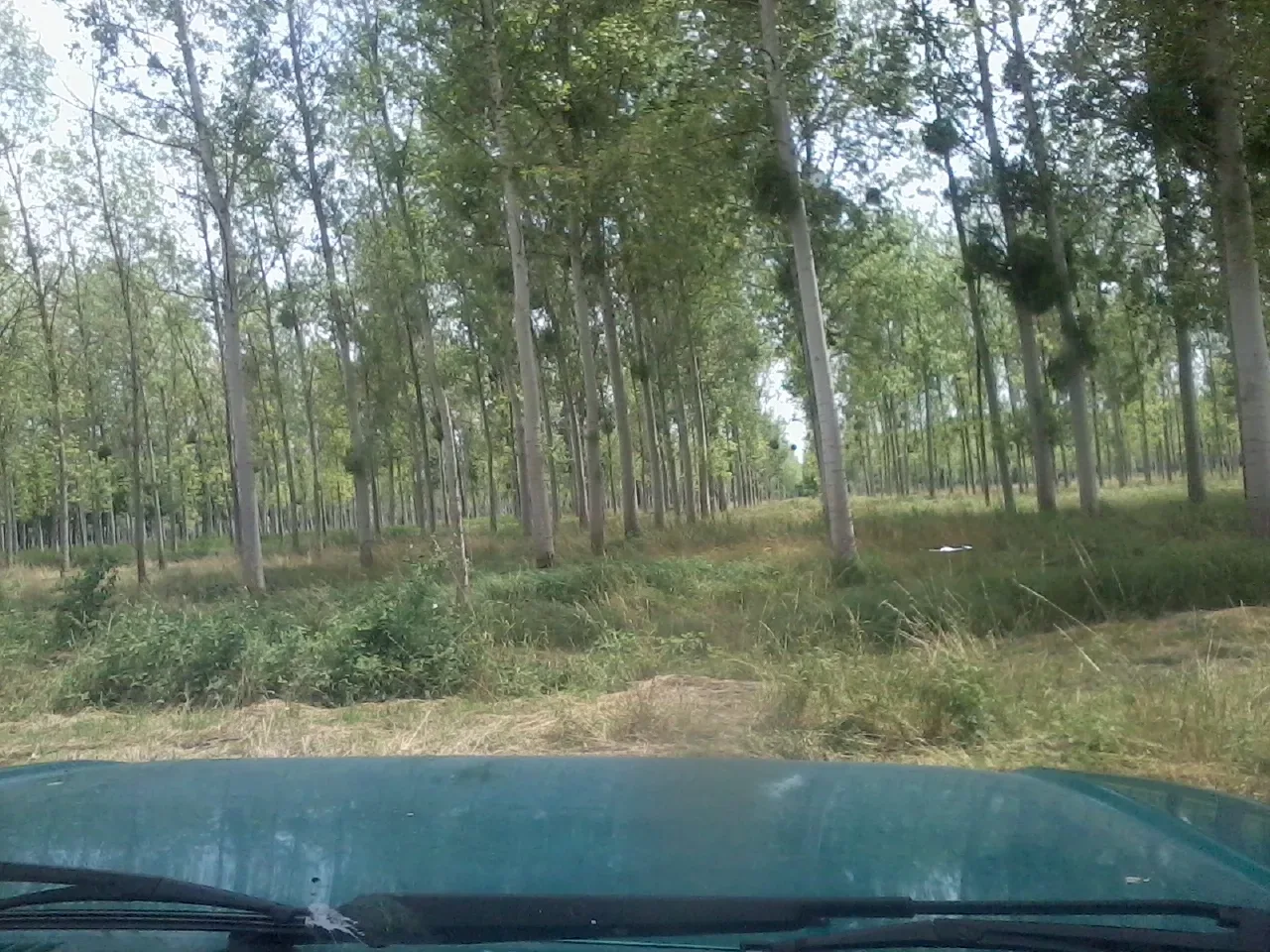 le bois du cheval — photo 2