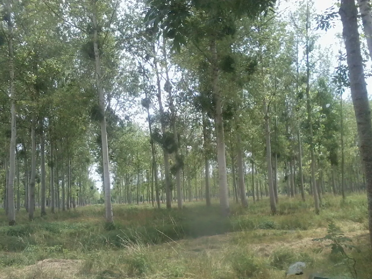 le bois du cheval — photo 3