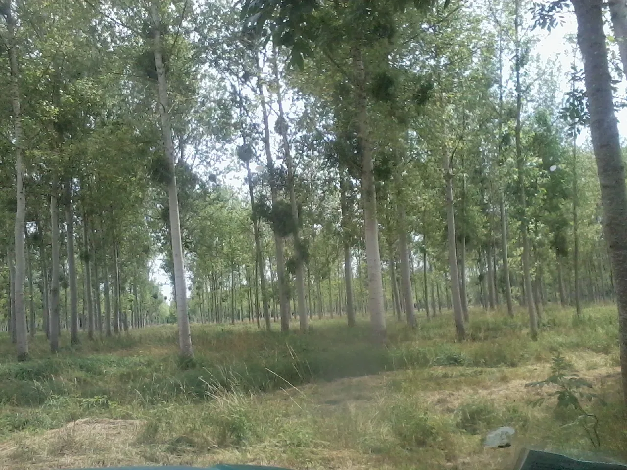 le bois du cheval — photo 4