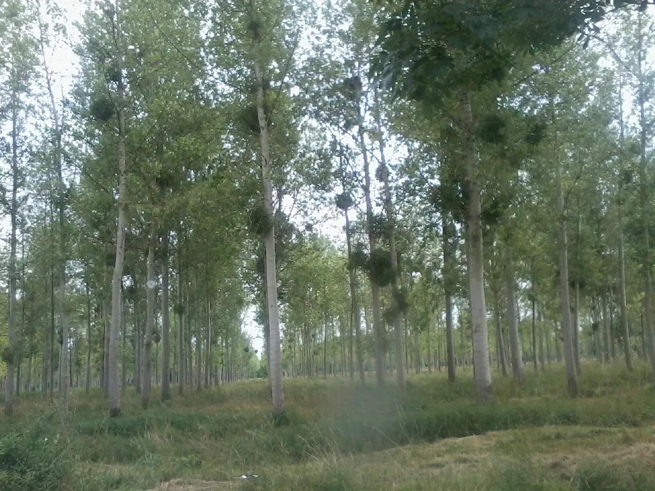 le bois du cheval — photo 5