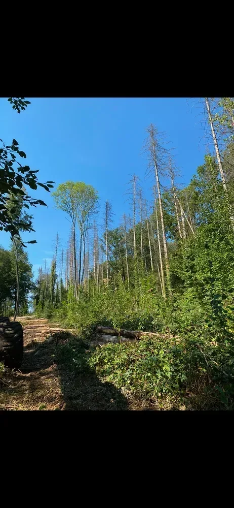 le bois des ambres — photo 1