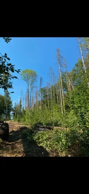 le bois des ambres — photo 2