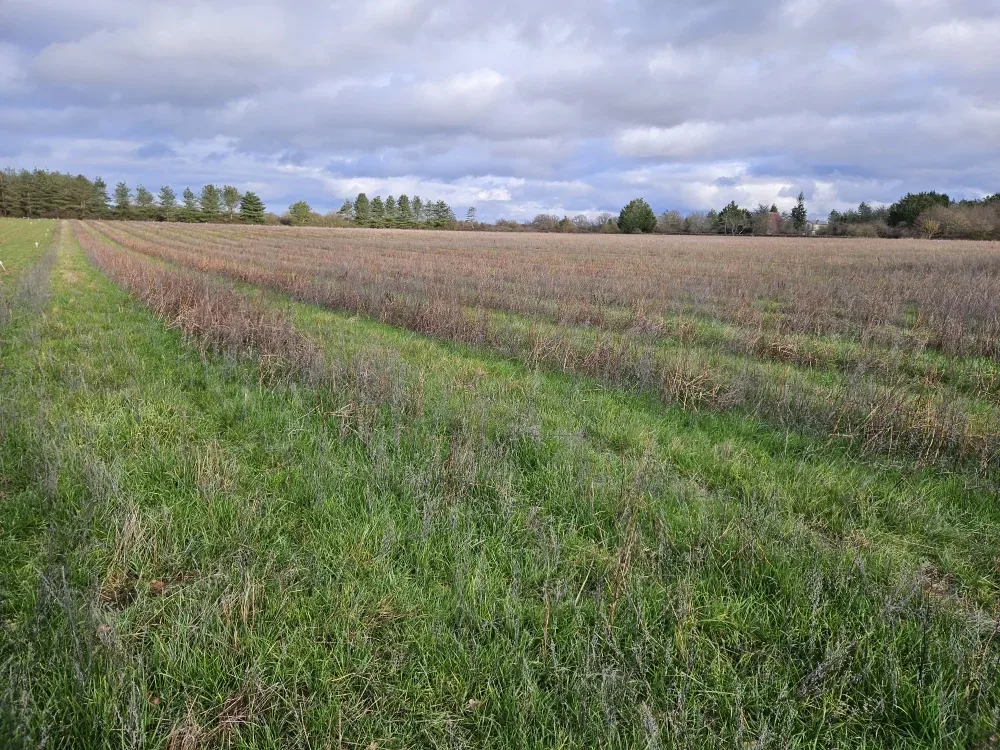 le bois de la clinerie — photo 1