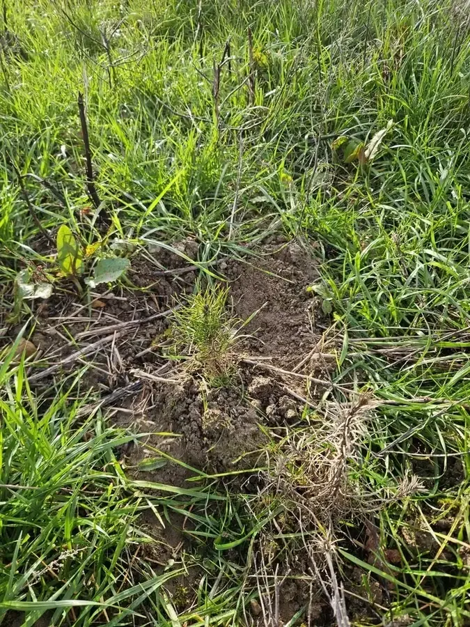 le bois de la clinerie — photo 3