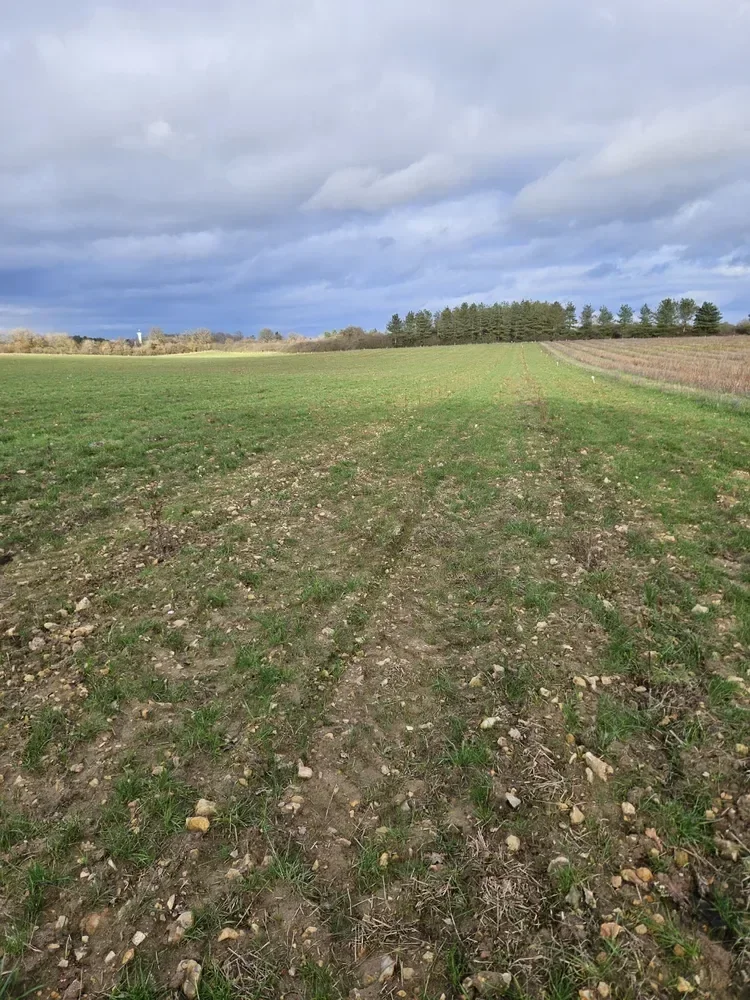 le bois de la clinerie — photo 4