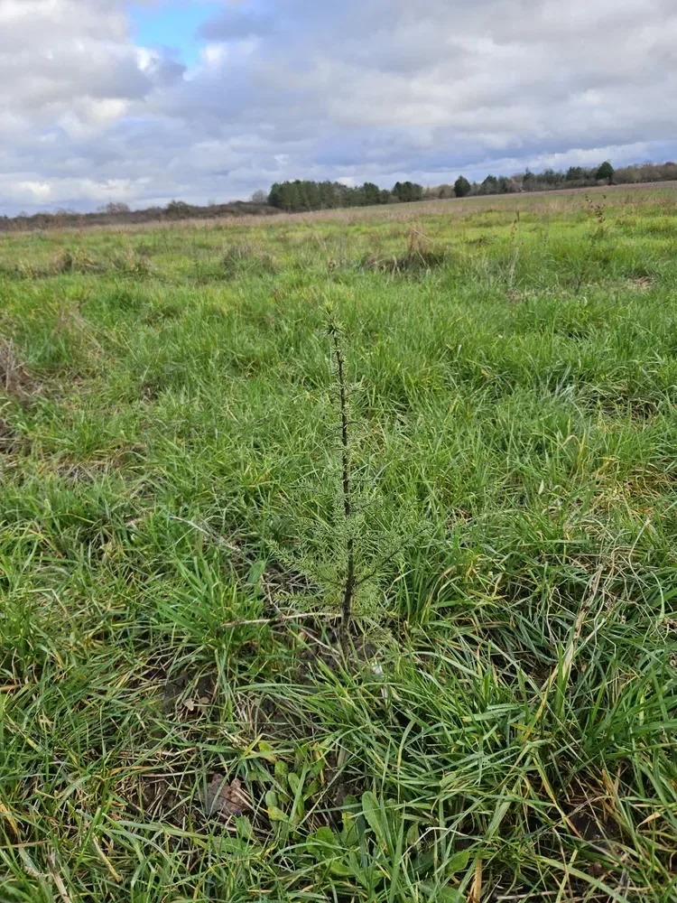 le bois de la clinerie — photo 5