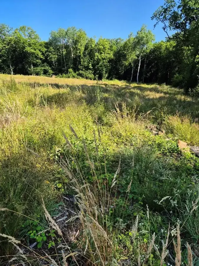 le bois de rosemont — photo 1