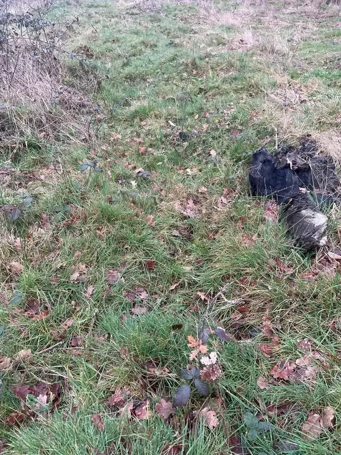 le bois de rosemont — photo 2