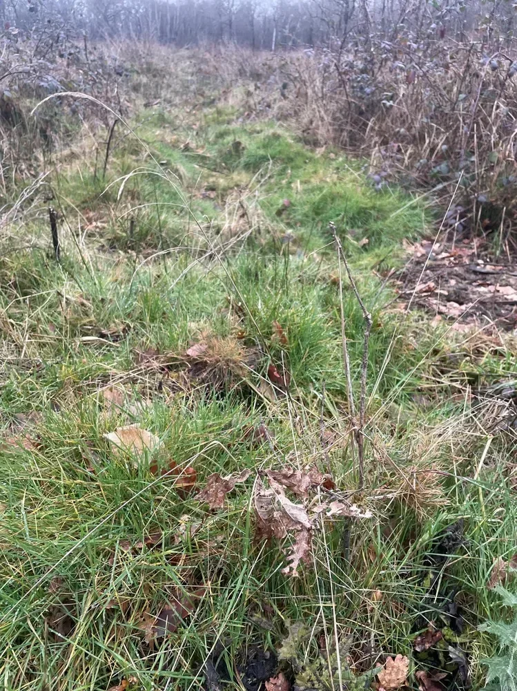 le bois de rosemont — photo 3