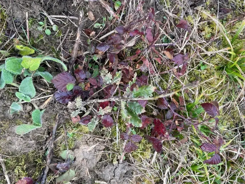 le bois de rosemont — photo 4