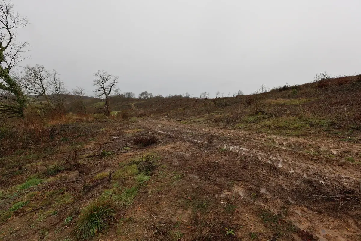 le bois de bellangere — photo 5