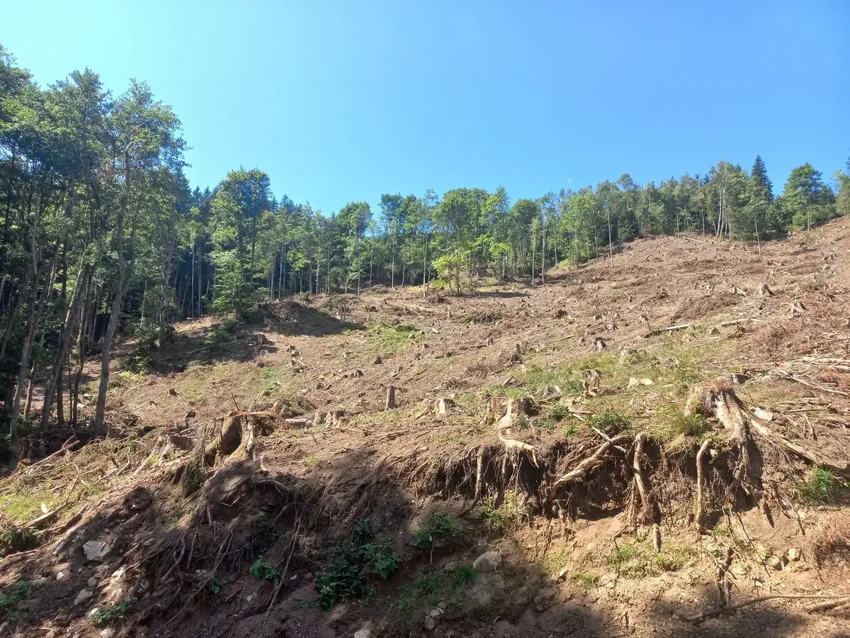 le bois de froide fontaine — photo 5